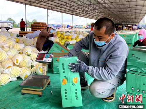 數(shù)字標(biāo)簽賦能甘肅大漠蜜瓜，初級(jí)農(nóng)產(chǎn)品收購打響金字招牌