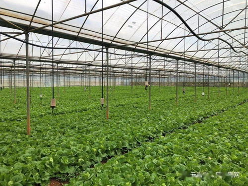 云南省出臺(tái)兩項(xiàng)管理辦法，強(qiáng)化初級(jí)農(nóng)產(chǎn)品收購質(zhì)量安全監(jiān)管