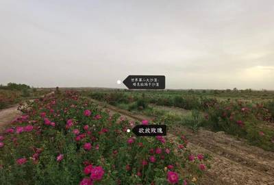 玫瑰香飄南疆路 唐人莊園以初級(jí)農(nóng)產(chǎn)品收購助力偏遠(yuǎn)農(nóng)村創(chuàng)收新篇章